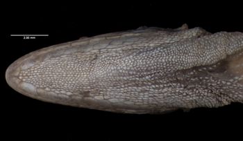 Media type: image;   Herpetology R-60144